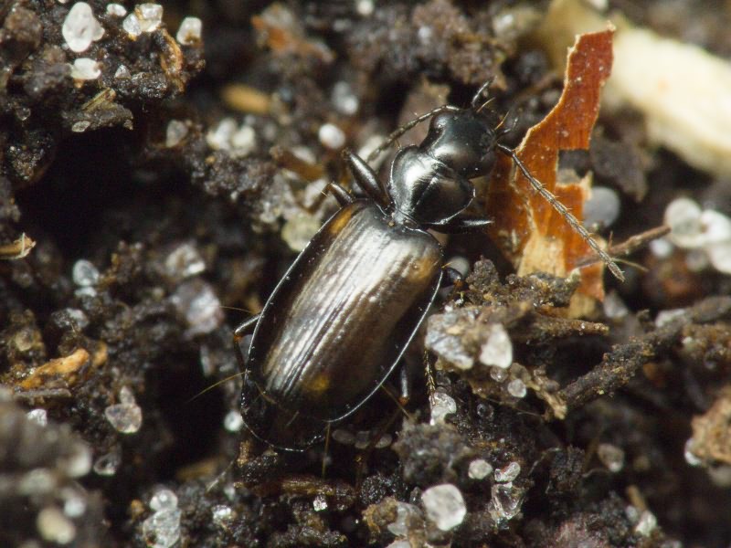 Syntomus obscuroguttatus (Duftschmid, 1812)